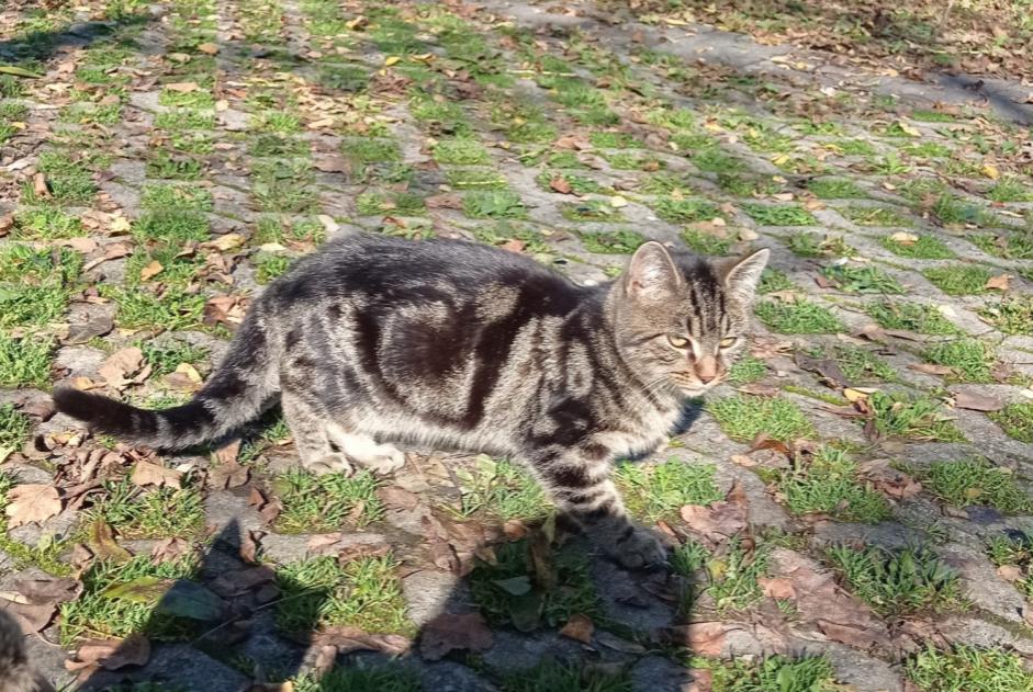 Alerta descoberta Gato Macho , Entre 1 e 3 meses Fribourg Switzerland