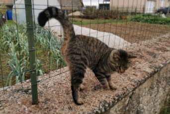 Alerta descoberta Gato Desconhecido Villemaury France