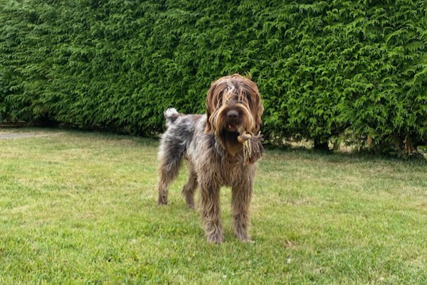 Alerta desaparecimento Cão  Macho , 2 anos Saint-Paul-du-Vernay France