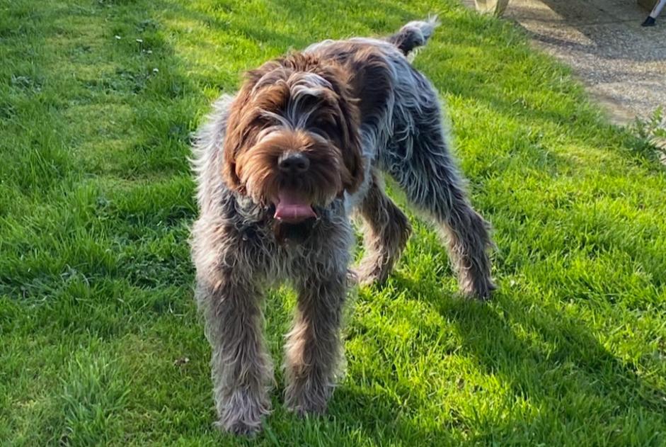 Alerta desaparecimento Cão  Macho , 2 anos Saint-Paul-du-Vernay France