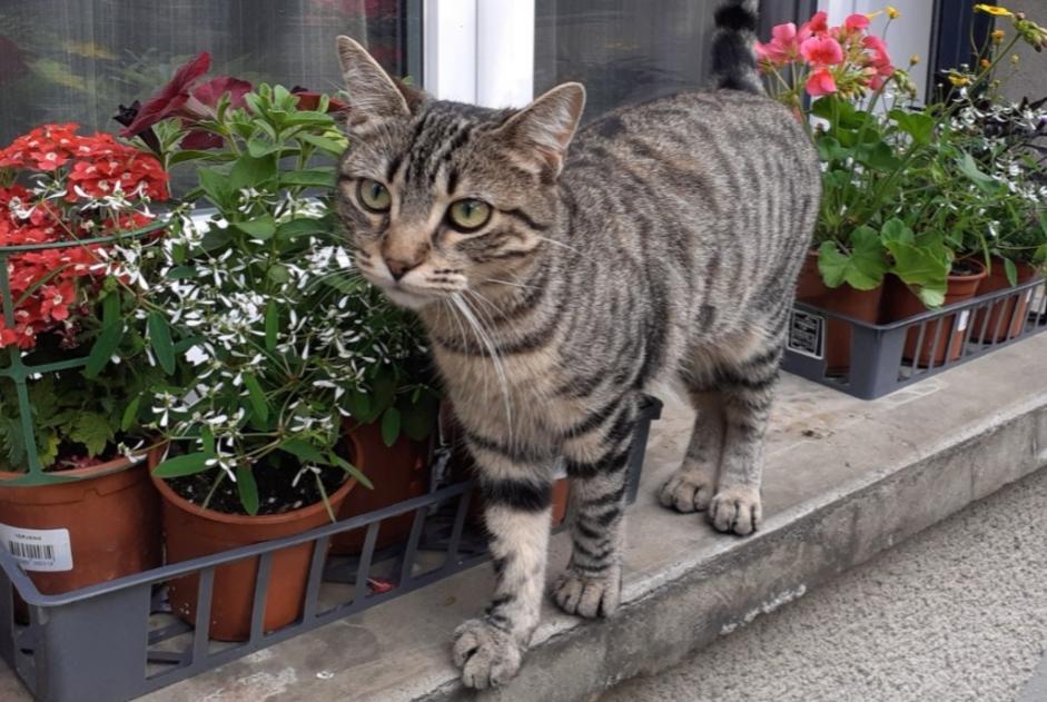 Alerta desaparecimento Gato  Fêmea , 1 anos Bazet France