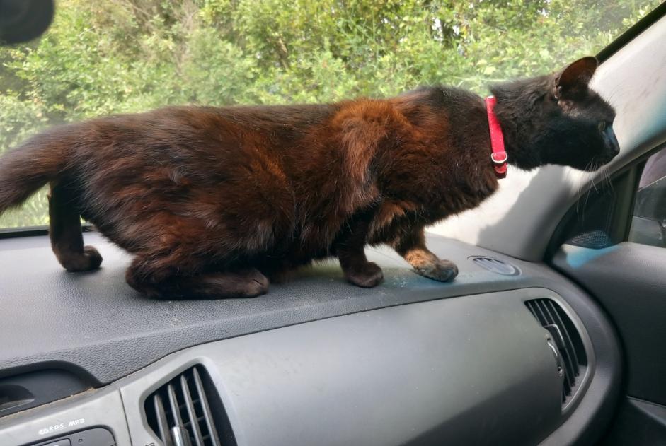 Alerta desaparecimento Gato Fêmea , 11 anos San-Nicolao France