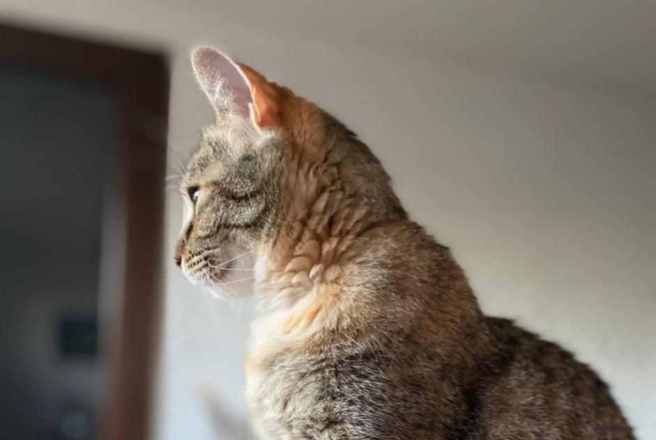 Alerta desaparecimento Gato cruzamento Fêmea , 6 anos La Ciotat France