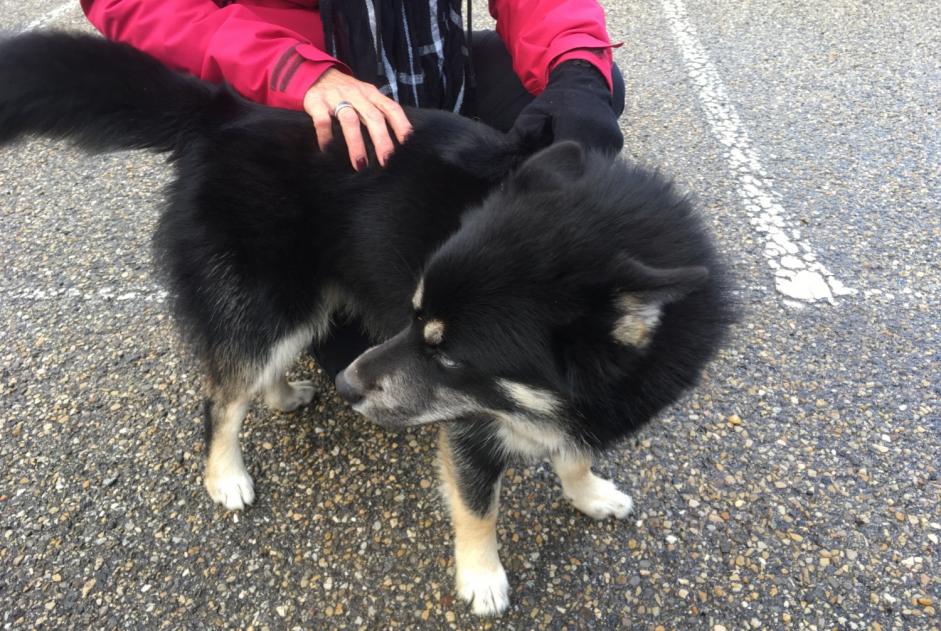 Alerta descoberta Cão  Macho Pavezin France