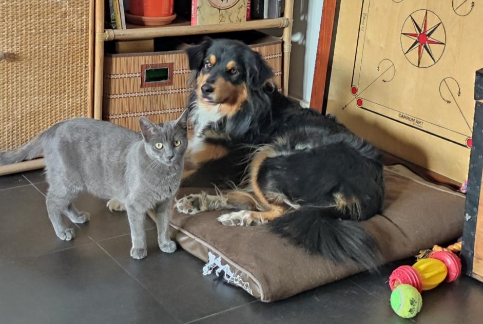 Alerta desaparecimento Gato Fêmea , 0 anos Hendaye France