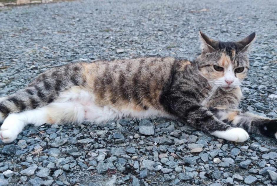 Alerta desaparecimento Gato Fêmea , 10 anos L'Hermenault France