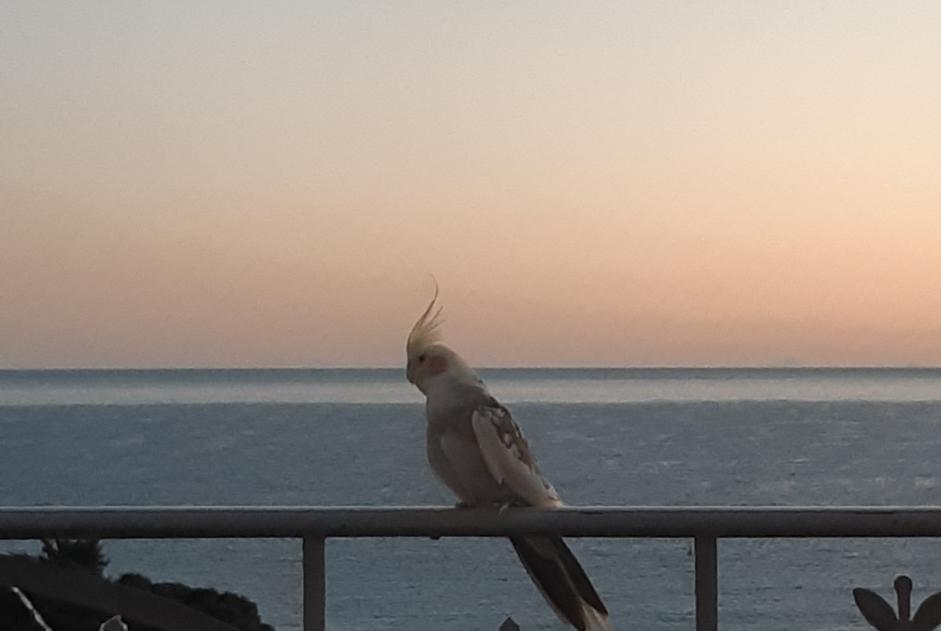 Alerta descoberta Pássaro Desconhecido Roquebrune-Cap-Martin France