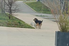 Alerta descoberta Cão cruzamento Desconhecido Archamps France