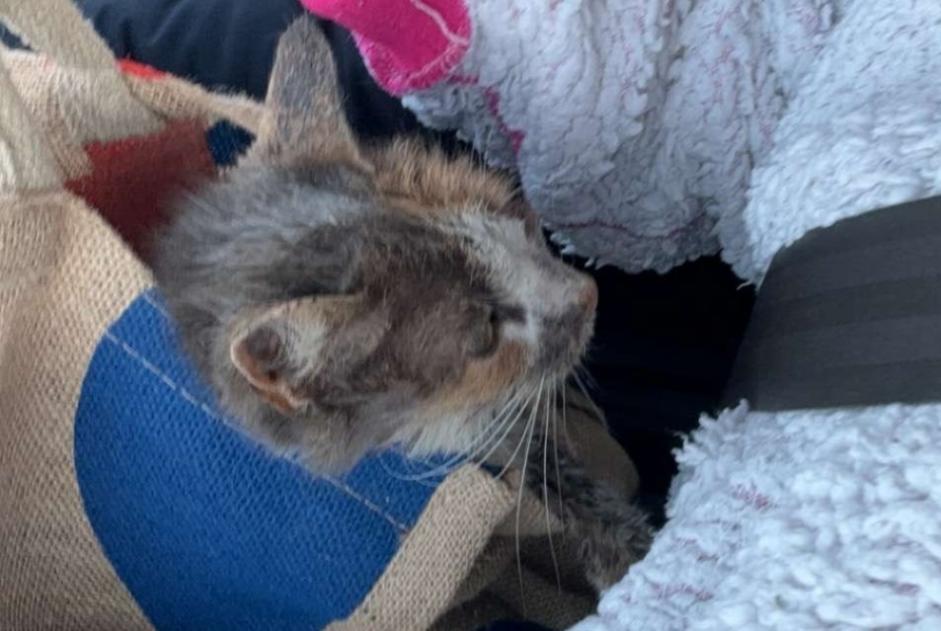 Alerta descoberta Gato Fêmea , Entre 4 e 6 meses Bretteville-sur-Odon France