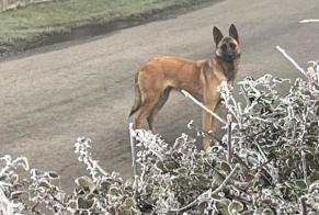 Alerta descoberta Cão Fêmea La Houssaye France