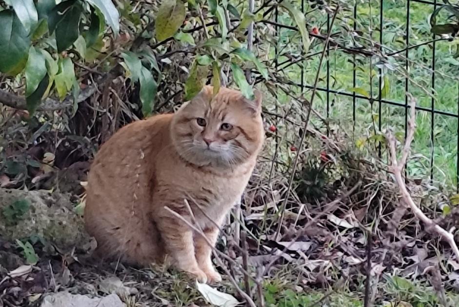 Alerta descoberta Gato Desconhecido Toulouse France