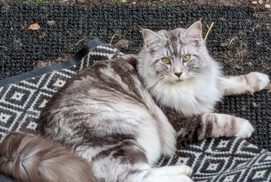 Alerta desaparecimento Gato cruzamento Macho , 3 anos Sucy-en-Brie France