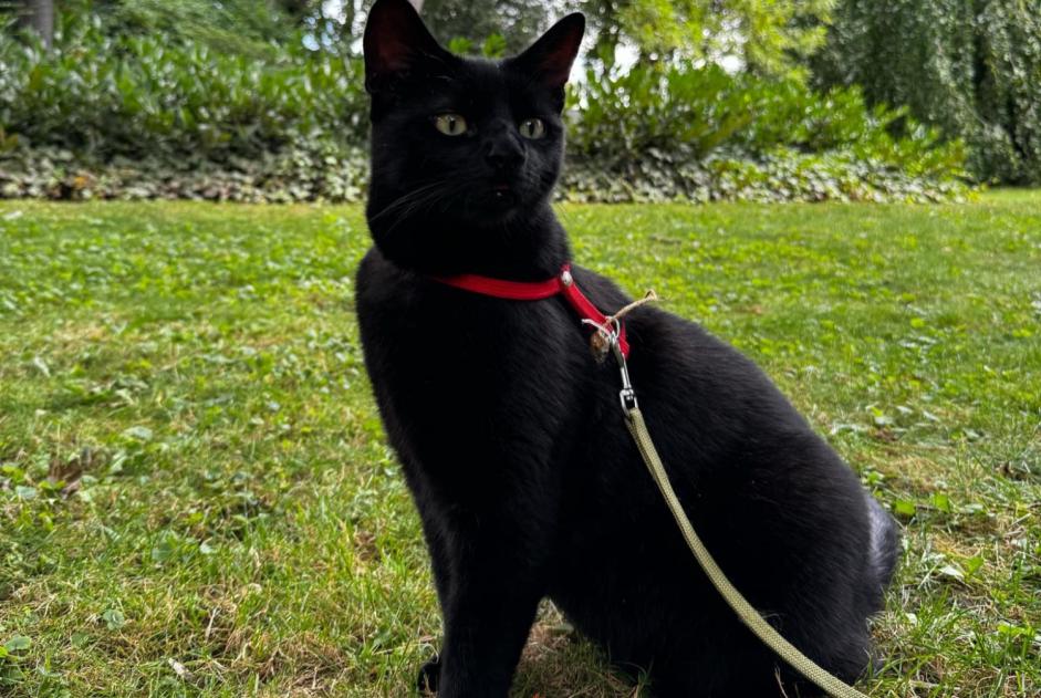 Alerta desaparecimento Gato  Macho , 4 anos Reims France