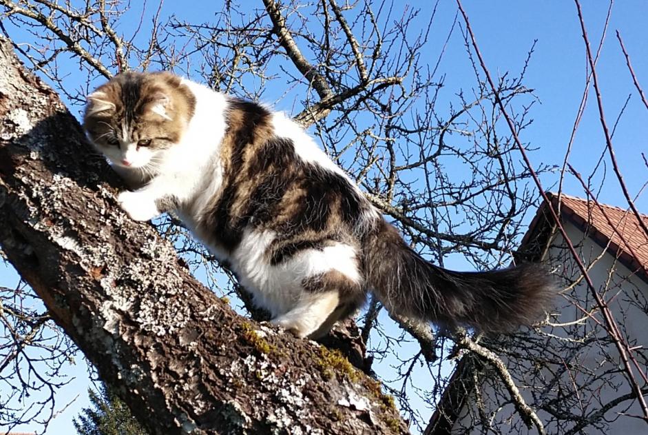 Alerta desaparecimento Gato cruzamento Macho , 1 anos Esboz-Brest France