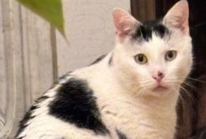 Alerta desaparecimento Gato cruzamento Macho , 4 anos Asnières-sur-Seine France