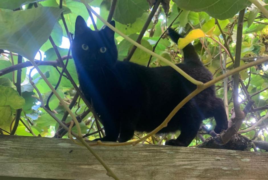 Alerta desaparecimento Gato cruzamento Fêmea , 7 anos Coray France