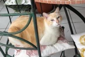 Alerta desaparecimento Gato cruzamento Macho , 7 anos Montpellier France