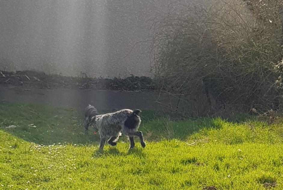 Alerta descoberta Cão  Desconhecido Cormeilles-en-Parisis France