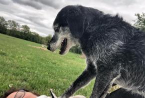 Alerta desaparecimento Cão cruzamento Fêmea , 11 anos Saint-Georges-de-Didonne France