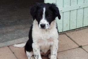 Alerta descoberta Cão cruzamento Fêmea His France